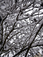 Obraz premium A private garden full of snow in winter