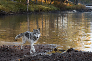 Grey Wolf (Canis lupus) Walks Forward