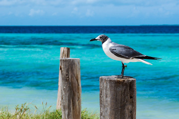 Gull standing on a post with turquoise waters behind (Los Roques, Venezuela)