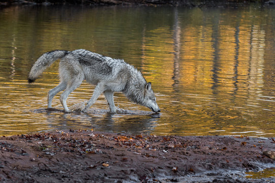 Grey Wolf (Canis lupus) Wades into Water