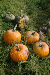 Pumpkins in Patch