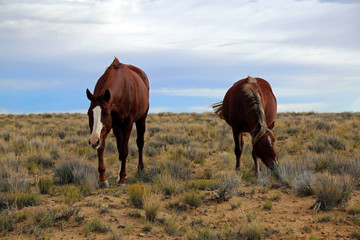 Horses in New Mexico
