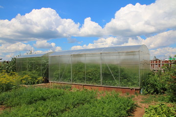 Modern rectangular polycarbonate greenhouses in the summer sunny garden