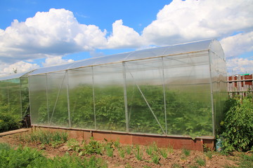 Obraz premium Modern rectangular polycarbonate greenhouse in the summer sunny garden