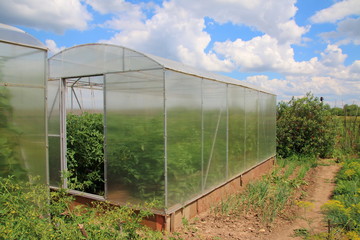 Modern rectangular polycarbonate greenhouse in the summer sunny garden