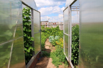 Modern rectangular polycarbonate greenhouses in the summer sunny garden