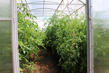 Fototapeta na wymiar Tomatoes growing in the modern rectangular polycarbonate greenhouse