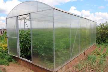 Modern rectangular polycarbonate greenhouse in the summer sunny garden