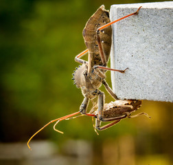Assassin bug kills Shield bug