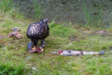 Bald eagle eating salmon