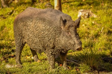 Wild boar after a mud bath in Quebec, Canada.