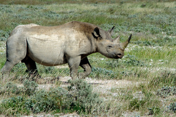 Fototapeta premium Black Rhino