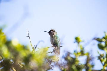 Fototapeta na wymiar Anna's Hummingbird (Calypte anna)