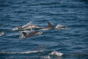 Dolphins who had their fun racing and crisscrossing in front of the raft. Sometimes they were just inches away. 