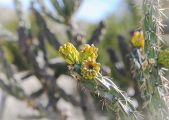 Cactus Blossoms 