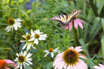 Swallowtail Butterfly Resting on a Coneflower
