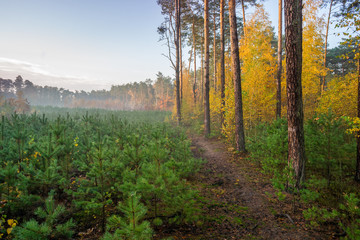 Młodnik w lesie sosnowym © Piotr Szpakowski