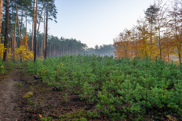 Młodnik w lesie sosnowym © Piotr Szpakowski