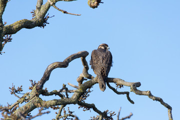 Peregrine Falcon