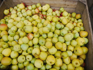many apples in wooden boxes