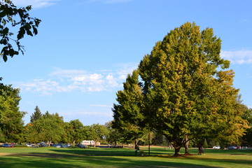 Spring in the park