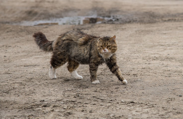 Stray dirty cat on the street