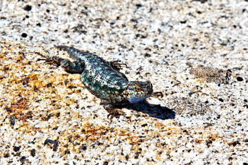 Sceloporus occidentalis is sitting on a stone