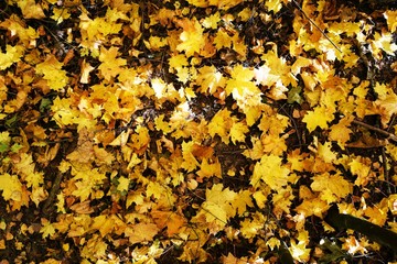 осенние листья