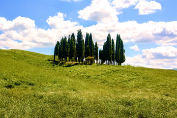 cypresses in brunello wine hills in Tuscany