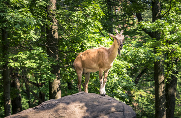 The mountain goat in the summer forest on the cliff 