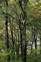 Obraz premium Waldweg Waldspaziergang