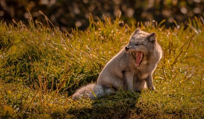 Arctic fox yawning in the sun, Quebec, Canada.
