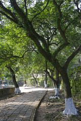 trees n stone path