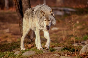 Grey wolf walking in the fall, Quebec, Canada.