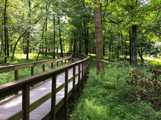 Hiking Boardwalk at Mammoth Cave National Park