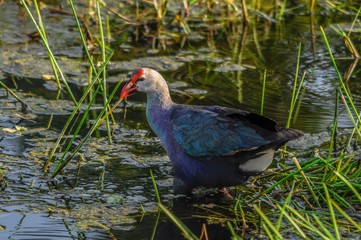 Gray-headed swamp hen walking into the wetlands in Florida, USA.