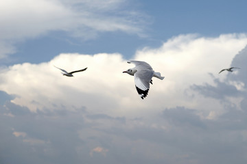 flying seagull bird