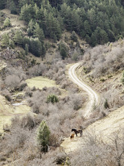 Fototapeta na wymiar Forest with horses