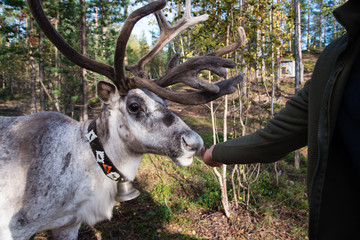 Lapland reindeer 