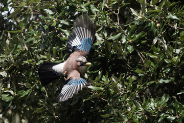 Jay, Garrulus glandarius