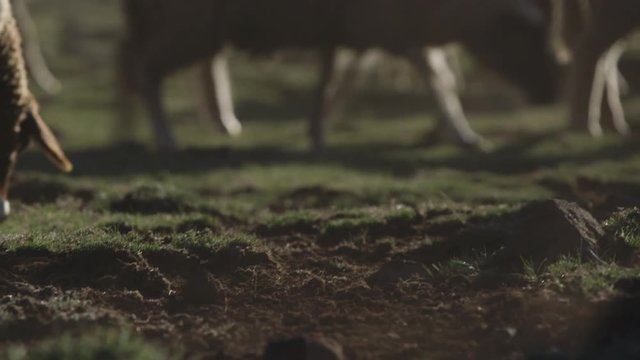 Herd of sheep walk by, Morocco.