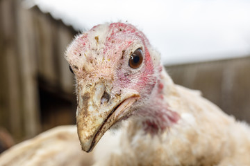 Голова индюшки крупным планом