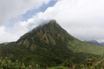 Cloudy day in the rain forest of Dominica