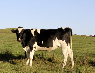 Holstein Cow in the morning sun