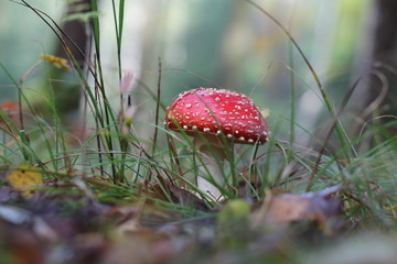 Amanita