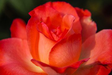 The blossoming Chinese rose flower closeup 