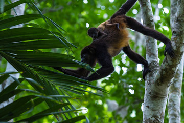 mantled howler - Alouatta palliata