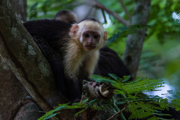 white headed capuchin -  Cebus capucinus - Pura Vida
