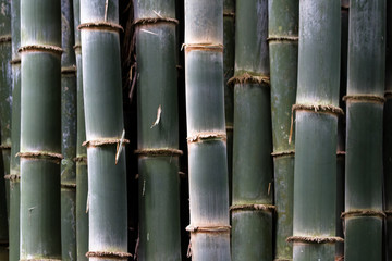 Naklejka premium thick bamboo grove