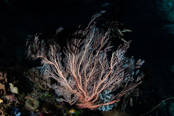 Delicate Sea Fan Growing in Raja Ampat